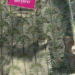 مخور عربي نخله🤩🌴