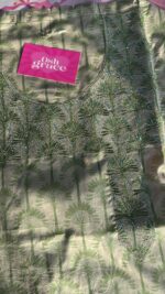مخور عربي نخله🤩🌴